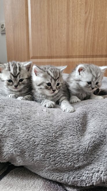 лоток кошачий: Готовятся к продаже порожистые котята Скотиш-Хайленд Страйт( Шотландцы