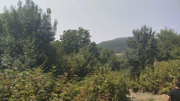 Torpaq sahələrinin satışı: Tikinti, Mülkiyyətçi, Kupça (Çıxarış) — 9