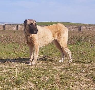 it qovan aparat: Kanqal — 3