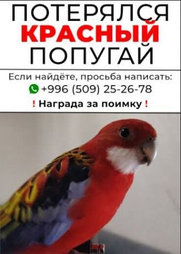 работа кочкор ата: Требуется расклейщик обявлений На пару дней, подработка Писать на lalafo.kg да работа кочкор ата: Требуется расклейщик обявлений На пару дней, подработка Писать на