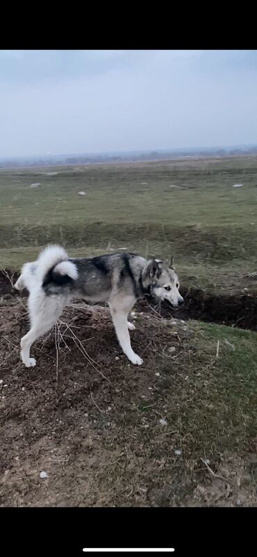 Иттер: Лайка, 1 жаш, Ургаачы, Эмделген lalafo.kg да Иттер: Лайка, 1 жаш, Ургаачы, Эмделген