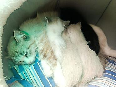 сливы пантеры с коттеджа: Котята от домашней кошки с пушистым хвостом и светлым окраcом (по типу — 1