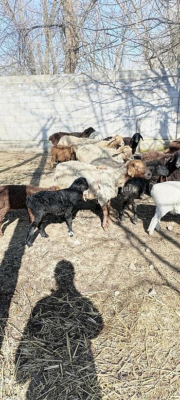 Баран, овца: Продаю | Овца (самка) | Для разведения | Матка — 3