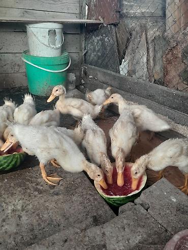 Утки: 32 günlüy kuban ördeyleri satılır 15 denedi qiymet 4 manata — 2