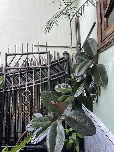 бамбук дерево: Коллекция комнатных и уличных растений в горшках В наборе — 9