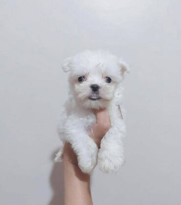 Beautiful Maltese puppies Hello I am very proud and I would like to
