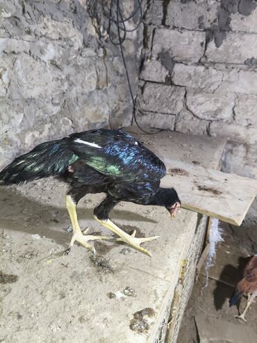 Cücələr: Toyuq cücələri, Damazlıq, Ünvandan götürmə — 11