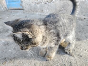рыжие котята: Котята, домашние, короткошёрстные. Описание: - Окрас: несколько