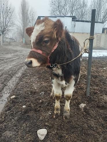 Коровы, быки: Продаю | Музоо, торпок | Полукровка | На откорм | Привязанные — 1
