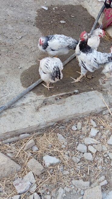 balığ satışı: 10 yumurtayan toyug bir bece tecili pul lazımdir deye satılır