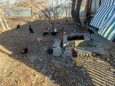 Куры, петухи: Продаю | Петух | Дакан, Бойцовая | Для разведения, Для боев — 12