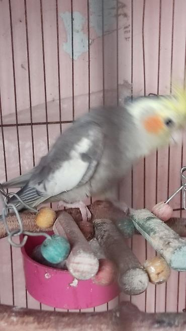 cex qus: Nimfa (Cockatiel) – boz-ağ tüklü, sarı toqqa və yanaqlarda narıncı — 3