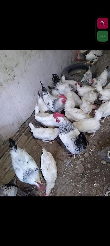 doyus xoruzu: Əvvala Salam olsun herkese öz həyətimin heyvanlarıdı tam sağlamdılar — 3