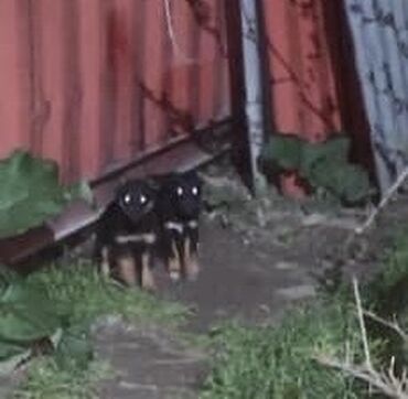 сландо собаки: Здравствуйте.в селе восток Мама с щенками живут под контейнером