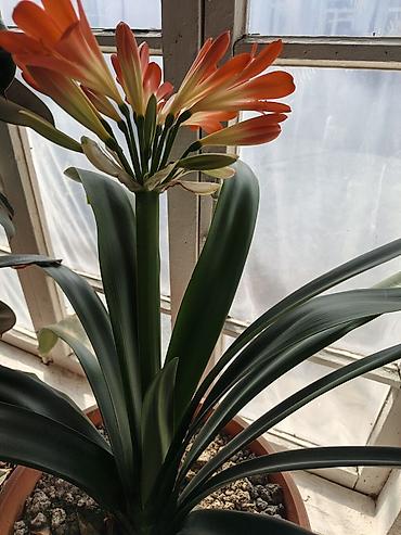 Бөлмө өсүмдүктөрү: Кливия миниата (Clivia miniata) в горшке. - Эффектное комнатное — 2
