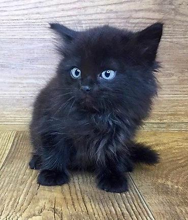 Продажа кошек: 🎁 Полностью домашние, к лотку и миске приучены (ну, почти — они — 6