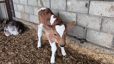 Коровы, быки: Продаю | Бык (самец) | Симментальская | Для разведения — 9