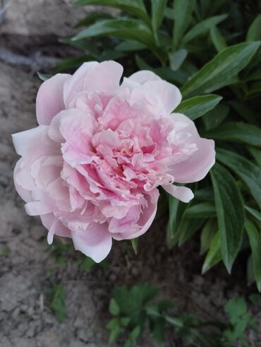 роза в горшке: Продаю ароматные розовые пионы на срез. сорт Сара Бернар цена 1
