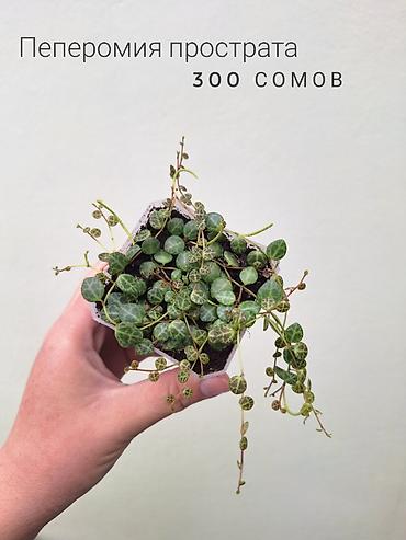 Бөлмө өсүмдүктөрү: 💚 Комнатные растения (детки/молодые растения). 🪴 Названия и цены — 9