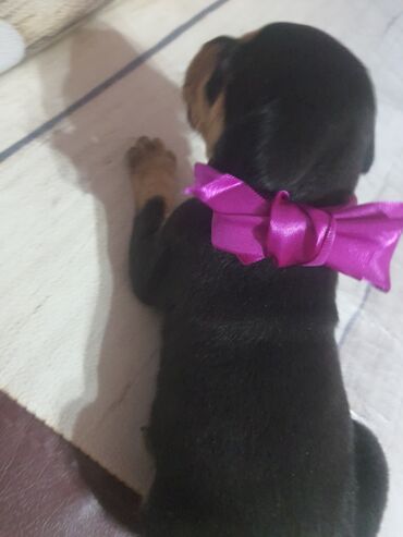 it sekli: Doberman, 1 ay, Dişi, Ünvandan götürmə, Ödənişli çatdırılma