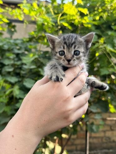 объявление щенки в добрые руки: 1 месяц, Мальчик, Приучена к лотку