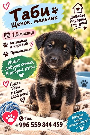 Продажа собак: 6 месяцев, Самка — 3