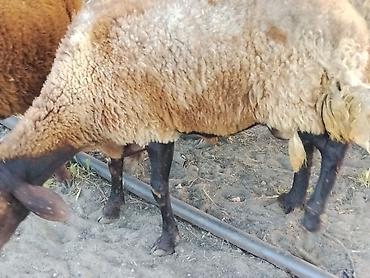 heyvan bazari baki: Damazlıq ana Qala qoyunları. Öz təsərüfatımın heyvanlarıdır. Ünvan — 8