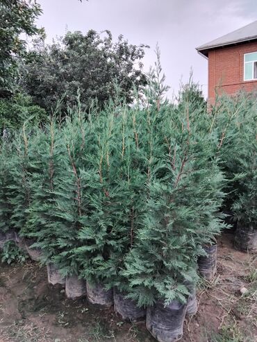 Şitillər: Leylandra tingi - Növ: Thuja/ardıc tipli dekorativ iynəyarpaq — 11