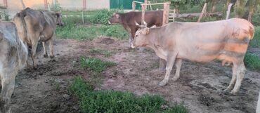 Коровы, быки: Продаю | Корова (самка) | Алатауская, Швицкая | Для молока | Стельные