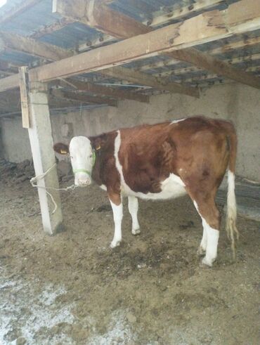 Коровы, быки: Продаю | Корова (самка) | Для молока | Привязанные — 3