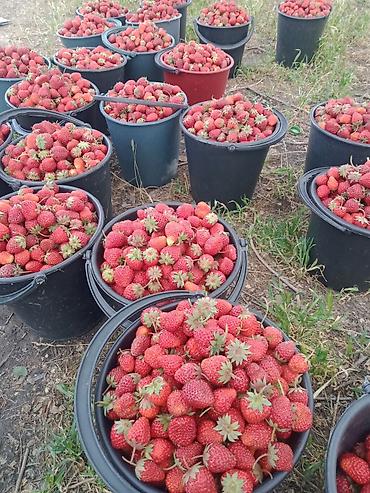 меренос козу: Продаю рассаду клубники Виктория долгогайшый урожайный вкусный сорт — 2