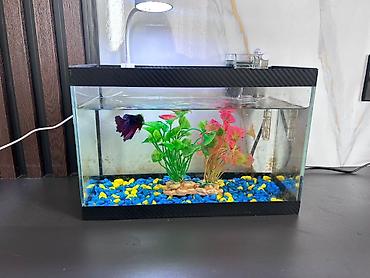 Akvariumlar: Masaüstü akvarium seti - Şüşə akvarium: düzbucaqlı forma, kompakt — 4