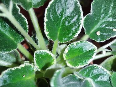 Фиалки и глоксинии: Продаю разные цветущие фиалки Цена за нецветущий 100 сом, остальные — 5