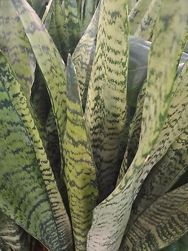 Ostale kućne biljke: Zamija sa prve slike je 800, Zamija sa druge je 1500, Chlorophytum sa — 15