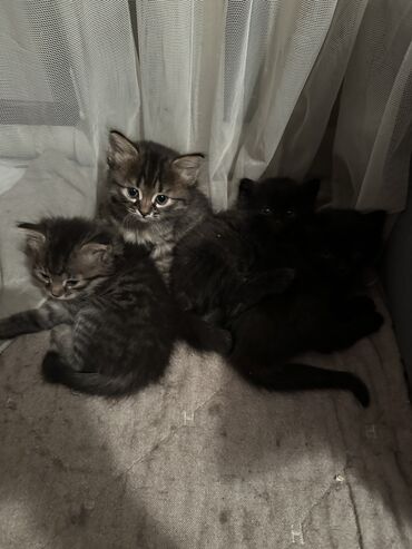 цена кота мейн куна: Мейн-кун, 1 месяц, Девочка, Метис