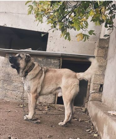 it qiymeti: Kanqal, 3 ay, Erkek, Ödənişli çatdırılma