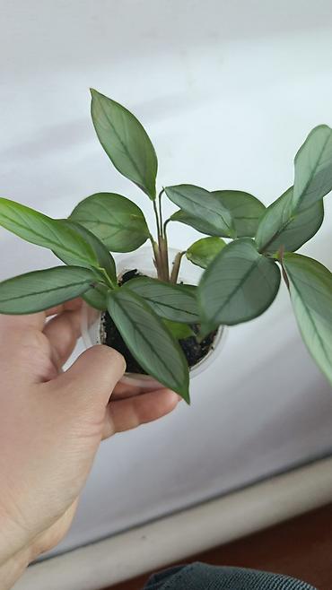 Драцены и Сансевиерии: Драцена (разные виды, в горшках) находится в Кара Балте - Эффектные — 9