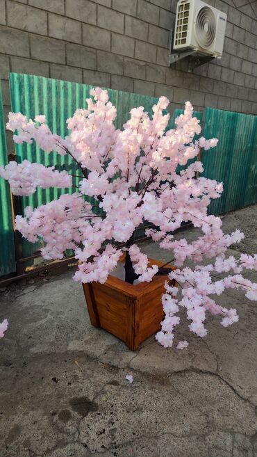 Декоративные цветы: Сакура искусственное дерево высота 2 м ширина 2 м цена от 1000 сом at lalafo.kg — 22 Декоративные цветы: Сакура искусственное дерево высота 2 м ширина 2 м цена от 1000 сом — 22