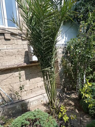 Ağaclar: Xurma ağacları hazır dipcəklərdə 10 manatdan 150 manata kimi ağaclar — 2