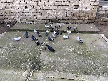 Göyərçinlər: 22 ədəddir üsd üsdə 4 manatdan tərgidmə maraqlanan vp yazsın video — 12