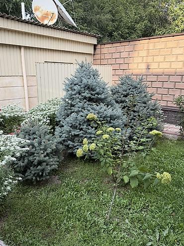 фиалки химеры: Ель колючая голубая (Picea pungens ‘Glauca’) — декоративные хвойные — 1