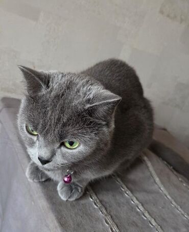 pişiy: Yaxşı əllərə