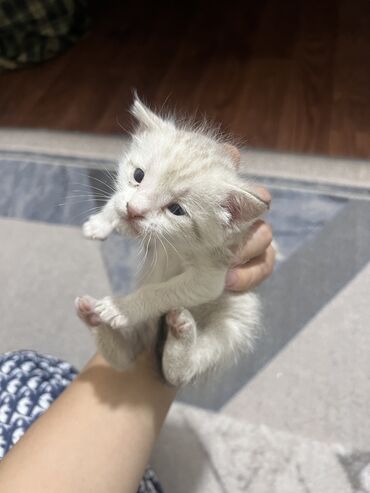 кошка лысая: Беспородная, 1 месяц, Мальчик