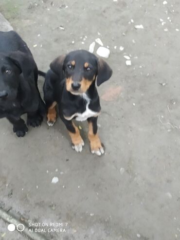 İtlər: 3 ay, Dişi, Ünvandan götürmə