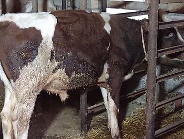 cücə üçün yem qabı: Məhsul: Mal-qara (inek və dana) Təsvir:qiymət cütünə aiddir əsil — 4