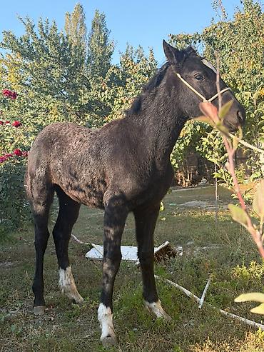 Лошади, кони: Продаю | Жеребец — 13