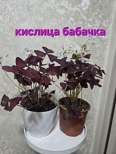 Антуриумы: Антуриум и кротон в кашпо - Антуриум с белыми прицветниками и — 39