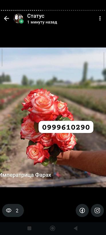 Rose saplings: Саженцы — 13