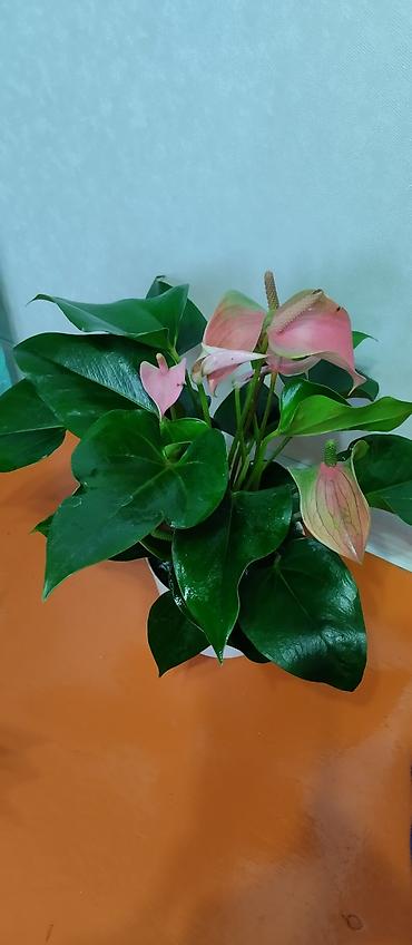 Женское счастье (Спатифиллюм): Комнатные растения — декоративнолистные сорта 1) Спатифиллум (на фото — 7