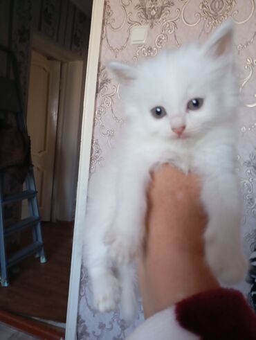 продажа домашних животных: 2 айлык, Ургаачы, Ак, Лотокко барууга үйрөтүлгөн